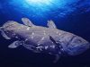 Coelacanth