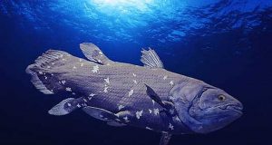 Coelacanth