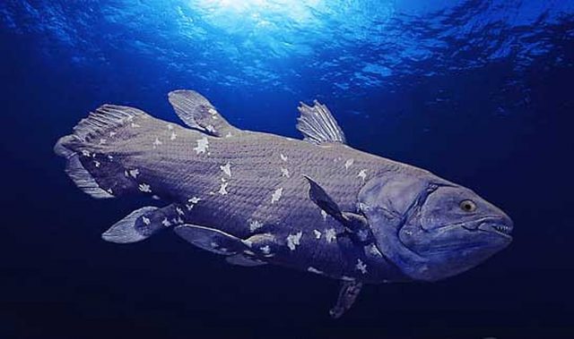 Coelacanth