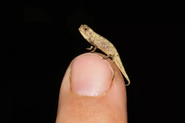 Reptil Terkecil di Dunia ini Memiliki Alat Kelamin yang Besar Reptil terkecl dunia Brookesia nana,