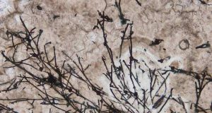 Gambar mikrofosil purba berserabut seperti jamur.