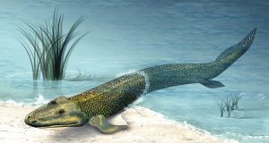 Tiktaalik