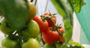 Tanaman Tomat
