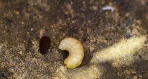 larva