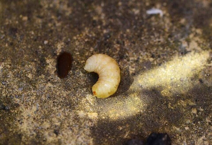 larva