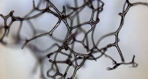 Fosil Hewan Tertua Mungkin Telah Ditemukan Berusia Hampir Satu Miliar Tahun