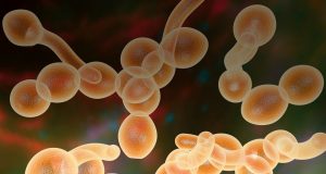 Jamur Superbug yang Kebal Semua Obat-obatan ditemukan Menyebar di AS