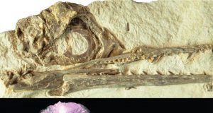 Otak pada Burung Purba, Mungkin Membuatnya Selamat dari Hantaman Asteroid