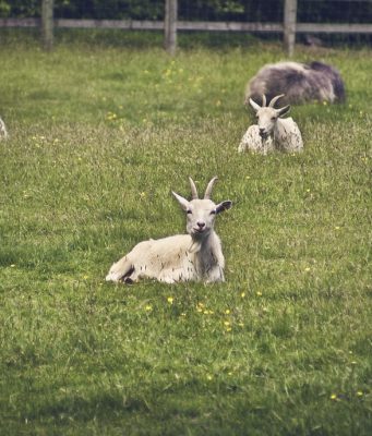 Mengapa Tidak Semua Hewan Bisa Dijinakkan?
