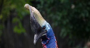 Manusia Telah Memelihara Kasuari Jauh Sebelum Ayam