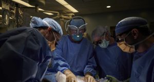 Ginjal Babi Berhasil Ditranplantasikan pada Manusia