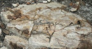 Misteri Jejak Purba Sebelum Kemunculan Hewan Akhirnya Terpecahkan