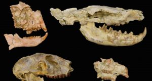 Para Peneliti Menemukan Kepunahan Massal Baru 30 Juta Tahun yang Lalu