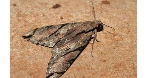 Darwin dan Wallace Memprediksi Keberadaan Sejenis Ngengat Unik dan Terbukti