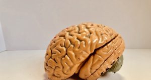 Volume Otak Manusia Mengecil 3000 Tahun yang Lalu