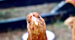 Hidung Mamalia Berasal dari Rahang Reptil