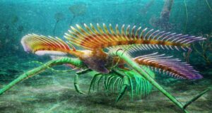 Tomlinsonus dimitrii, Artropoda Aneh Tak Bermata