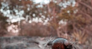 Suku Inca Menggunakan Obat Ayahuasca dalam Pengorbanan Anak-anak