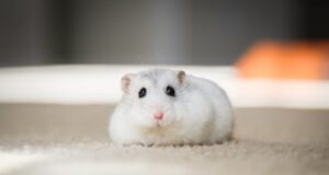 Hamster Menjadi Pemarah yang Menyebalkan Setelah Pengeditan Genetika