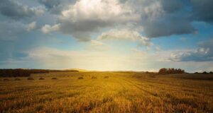 Asal Usul Pertanian Awal Lebih Rumit dari yang Diperkirakan