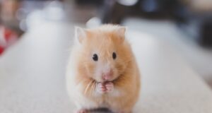 Tikus Jantan Takut akan Aroma Buah Pisang