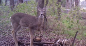 Rusa Melahap Tulang Manusia Tertangkap Kamera Pertama Kalinya