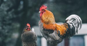 Kapan Ayam Pertama Kali Dipelihara?