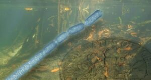 Bakteri Raksasa 5.000 Kali Lebih Besar dari Bakteri Umumnya