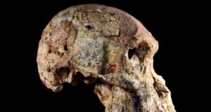 Hominin Kuno dari ‘Tempat Lahir Manusia’ Mungkin Sejuta Tahun Lebih Tua Dari yang Dikira
