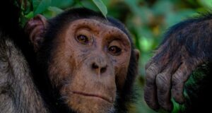 Simpanse Teramati Melakukan Ritual Aneh