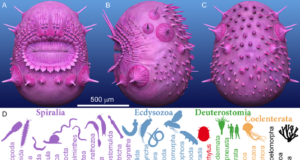 Hewan Tanpa Anus ini Bukan Nenek Moyang Manusia