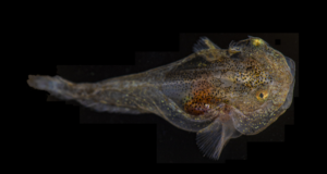 Ikan Siput ini Memilki Zat Antibeku yang Membuatnya Bertahan di Laut Kutub