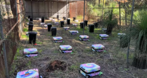 Eksperimen Forensik Penyimpanan Mayat dalam Koper Sedang Berlangsung