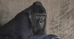 Gorila Teramati ‘Berdehem’ Memanggil Penjaga Kebun Bintang