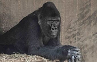 Gorila Teramati ‘Berdehem’ Memanggil Penjaga Kebun Bintang