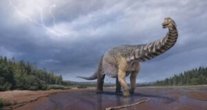 Sauropoda Mungkin Memiliki Bantalan Tumit yang Menahan Tubuhnya yang Besar