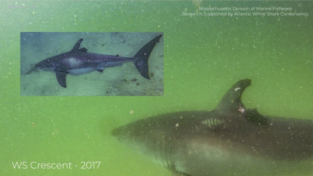 Sirip punggung bulan sabit yang robek pada foto tahun 2017. (Massachusetts Division of Marine Fisheries/Atlantic White Shark Conservancy)