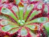 Sundew