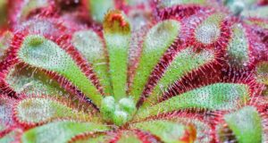 Sundew