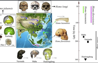 Penemuan Homo juluensis: Spesies Baru Manusia Purba dari Asia Timur