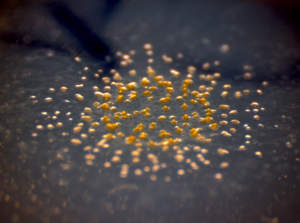 Myxococcus – badan buah