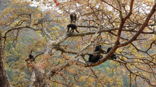 Misteri Asal-Usul Jalan Tegak Manusia: Belajar dari Simpanse di Tanzania