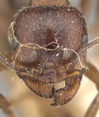 Ratu Semut Ajaib: Bisa Melahirkan Dua Spesies Sekaligus
