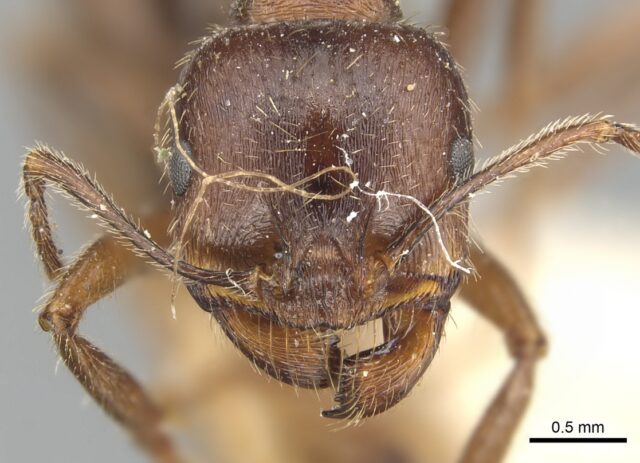 Ratu Semut Ajaib: Bisa Melahirkan Dua Spesies Sekaligus