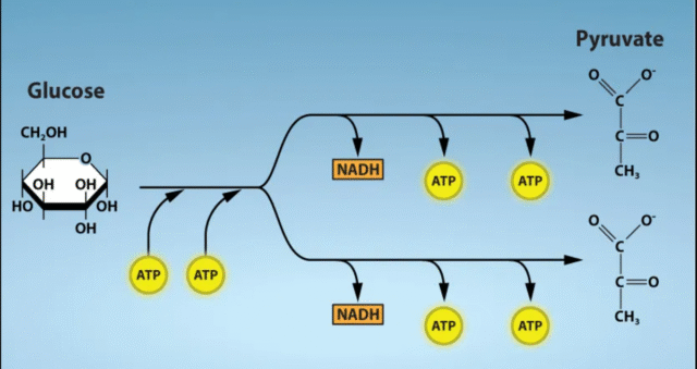 Glikolisis: Bagaimana Sel Memecah Glukosa untuk Mendapatkan Energi