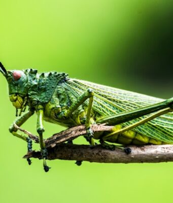 Kiamat Senyap: Serangga Menghilang, Bahkan di Tempat Paling Liar