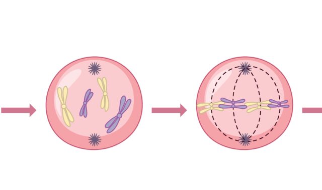 Pembelahan Sel: Dasar Kehidupan dan Variasi Genetik