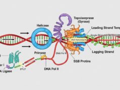 Replikasi DNA: Mesin Penyalin Kehidupan di Dalam Sel