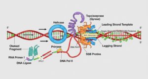 Replikasi DNA: Mesin Penyalin Kehidupan di Dalam Sel