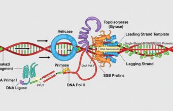 Replikasi DNA: Mesin Penyalin Kehidupan di Dalam Sel